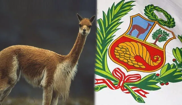 En 1950, durante el gobierno de Manuel Odría, se terminó de diseñar el escudo nacional, el cual perdura hasta nuestros días. Foto: composición LR / Andina.