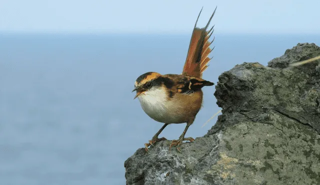 Los rayaditos subantárticos son endémicos de las Islas Diego Ramirez. Foto: Carlos Garces Latelier