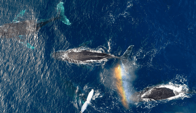 Los científicos descubrieron que también cambiaron las condiciones ambientales en las que vivían las ballenas. Foto: Jake Linsky / Universidad de Queensland