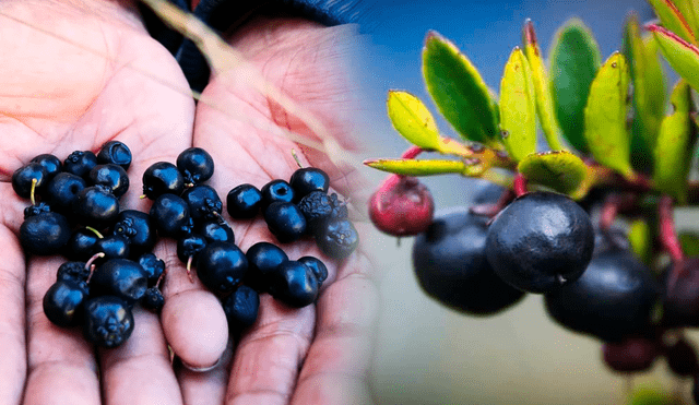 Fruta peruana que tiene el mismo efecto que el alcohol. Foto:composición LR/YouTube/Francisco Arango/Facebook