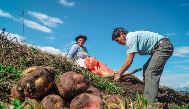 Cultivos. El subsector agrícola tuvo un crecimiento de 8,5% los primeros cinco meses del año. Foto: Andina