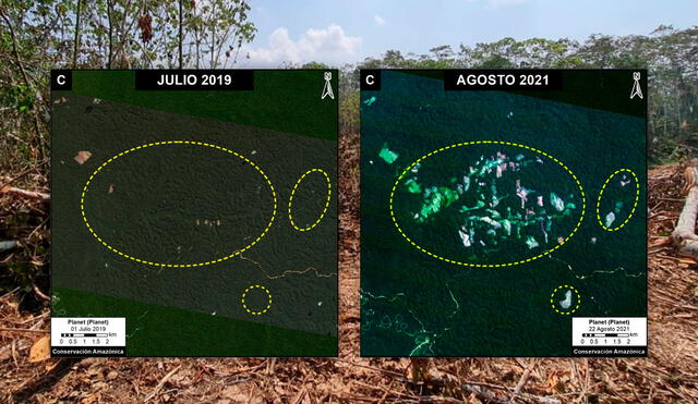 Imagen satelital de la deforestación en solo dos años en las comunidades nativas Nueva Esperanza de Cumaría y Mapalja, y las concesiones forestales vigentes. Foto: composición LR/MAAP/Upper Amazon Conservancy