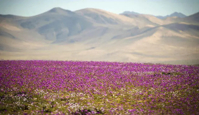 Este fenómeno conocido como 'Desierto Florido' se ha adelantado este año debido a inusuales lluvias provocadas por el Fenómeno El Niño, permitiendo la floración de más de 200 especies, en su mayoría endémicas. Foto: composición LR/Gerhard Hüdepohl