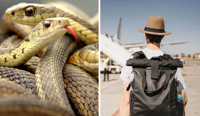 Un hombre fue detenido en la ciudad de Shenzhen, China, cuando intentaba ingresar con 104 serpientes vivas ocultas en sus pantalones. Las autoridades aduaneras descubrieron seis bolsas con reptiles. Foto: composición LR/GQ