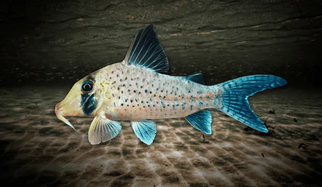 La nueva especie de pez recibió un nombre en honor al IIAP que la descubrió. Foto: composición LR / Andina
