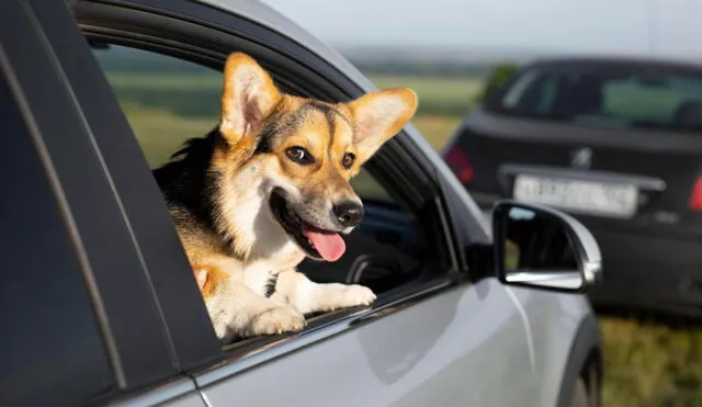 SAT impone 412 soles de multa por llevar a tu mascota en asiento de pasajero. Foto: difusión