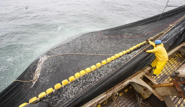 Pesca de Anchoveta Foto: Produce