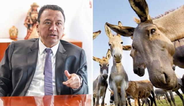 Luego de una serie de negociaciones técnicas entre Perú y China, se firmaron los protocolos sanitarios destinados a la exportación de burro y sus productos derivados. Foto: composición LR/Andina/Freepik