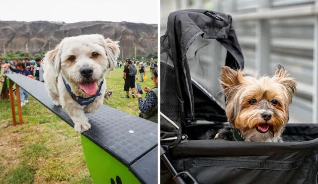 Aerolíneas y buses de nuestro país ofrecen pasajes para mascotas para facilitar su traslado durante largos tramos. Foto: Andina