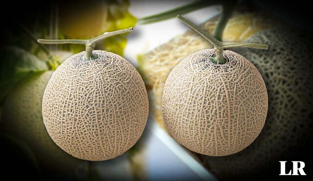 Descubre por qué el melón Yubari, cultivado en Hokkaido, Japón, es la fruta más cara del mundo, alcanzando precios de hasta 11 mil dólares  en subastas. Foto: composición LR/Esquire/