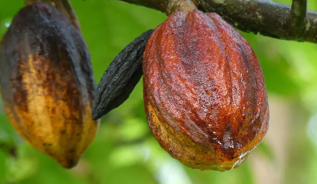 La denominación de origen Cacao Amazonas Perú fue otorgada por Indecopi en agosto de 2016 para distinguir el grano seco fermentado con cáscara (Theobroma Cacao L. Var. “Cacao nativo”). Foto: difusión