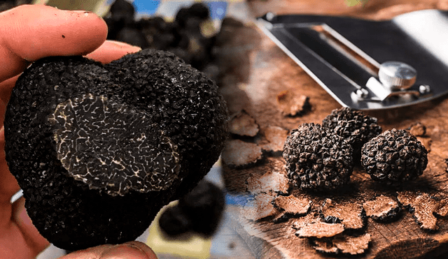 Las trufas suelen crecer bajo tierra en terrenos soleados, entre los 100 y 1.500 metros sobre el nivel del mar. Foto: Composición LR/MejorconSalud/InfoCampo.