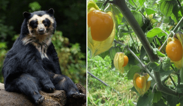 Este animal es la única especie de oso presente en Sudamérica. Foto: composición LR/Vende Plantas/Issuu