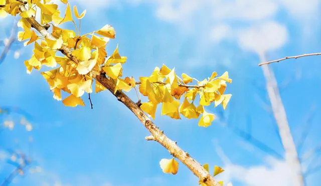 El ginkgo biloba es un árbol de más de 5000 años de la antigua China  Foto: Pexels