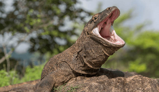 El dragon de Komodo es carnívoro y se alimenta de una amplia variedad de animales. Foto: M. Ewell Young / iNaturalist