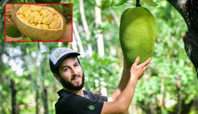 Fruto cuenta con propiedades nutricionales que la hacen ideal para una dieta equilibrada. Foto: Revista Latitud 21 / SiCar