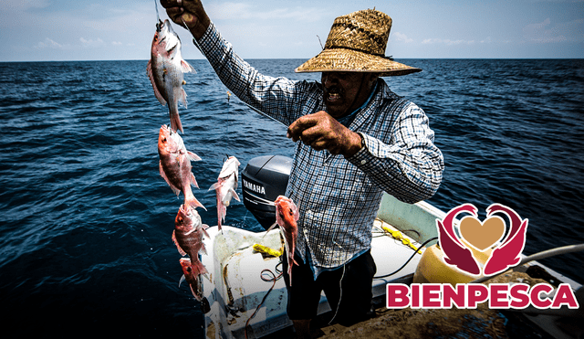 Los pescadores y acuicultores de México pueden acceder al apoyo económico de Bienpesca 2024. Conoce los detalles y requisitos. Foto: Pelagic Life