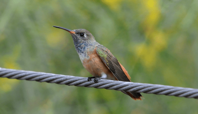 El colibrí de vientre rufo es el picaflor más grande que puede verse en la ciudad de Lima. Foto: Jaime Chang / Flickr