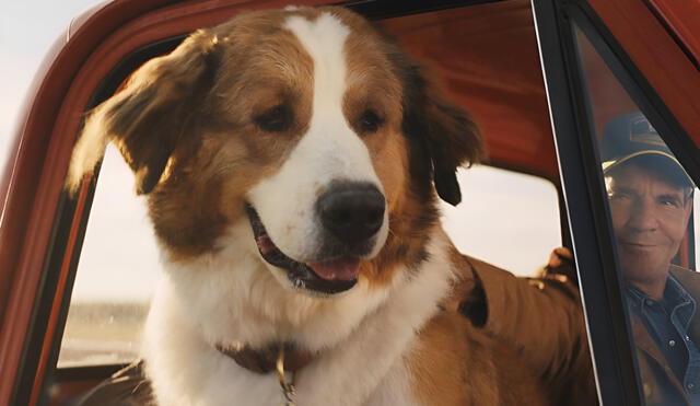 Esta emocionante película sobre un perro fiel dura 1 hora con 48 minutos. Foto: Netflix