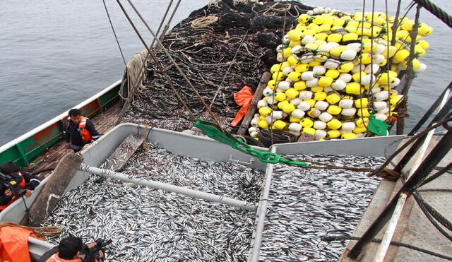 Primera temporada de pesca de anchoveta aportó S/432 millones al PBI. Fuente: Andina