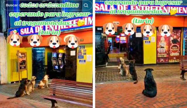 Aunque no se supo que hacían los perritos en los exteriores del casino, las imágenes sacaron más de una divertida teoría. Foto: composición LR/TikTok