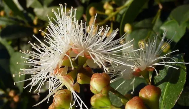 Se cree que esta planta también da buenas vibras al hogar. Foto: Google