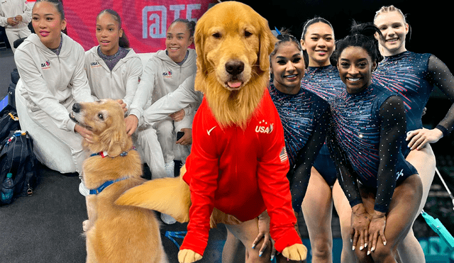 Beacon, el perro Golden Retriever, que es parte médico del equipo de Gimnasia artística de Estados Unidos para los JJ. OO. París 2024. Foto: composición LR/GoldenBoy Beacon/Team USA