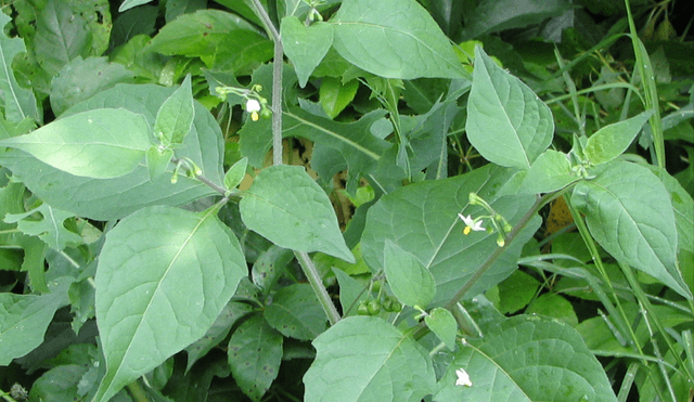 Esta fruta activa a la producción de colágeno. Foto:Wikipedia