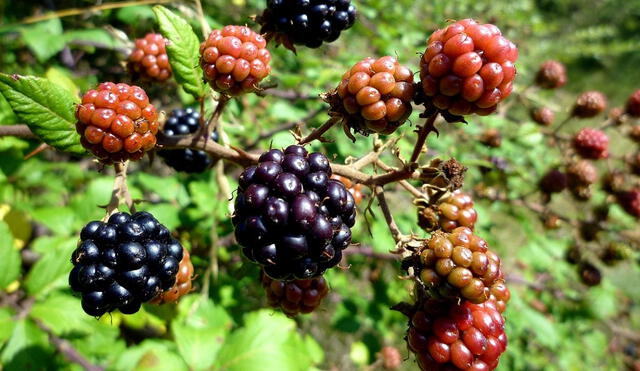 Esta fruta ayuda a mejorar la circulación sanguínea gracias a sus propiedades vasodilatadoras. Foto: Difusión