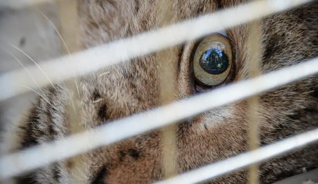 El Índice de Crueldad Animal se centra en la legislación que se ha aprobado para reconocer la capacidad de sentir de los animales y prohibir su sufrimiento. Foto: AFP