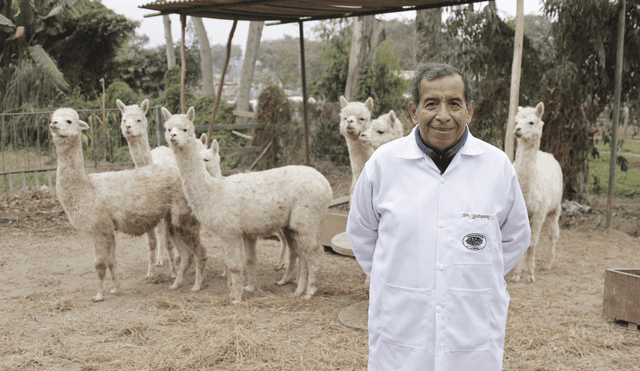 Gustavo Gutiérrez es el responsable de la investigación en alpacas en la UNALM. Foto: Marco Cotrina / La República