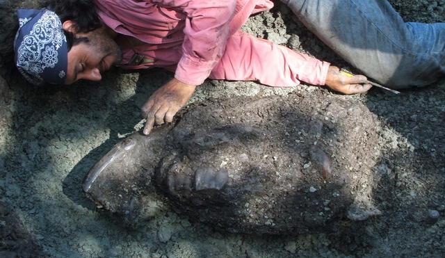 Junto a los restos fósiles de un Astrapoterium, una especie de tapir gigante, hallado a orillas del río Amazonas. Foto: Difusión