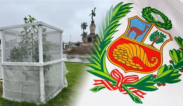 Árbol de la quina es robado de la Plaza de Armas de Trujillo. Foto: composición LR/difusión.