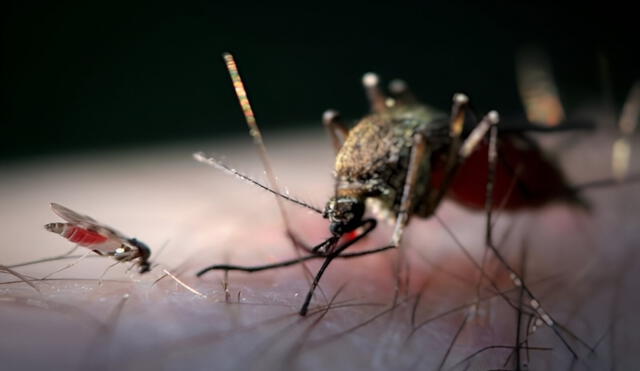 El virus que causa la fiebre de Oropouche es transmitido por dos mosquitos. Foto: unlp