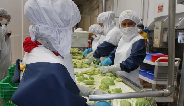 Demanda de mano de obra para el procesamiento y exportación de palta impulsó plazas en la agroindustria. Foto: difusión