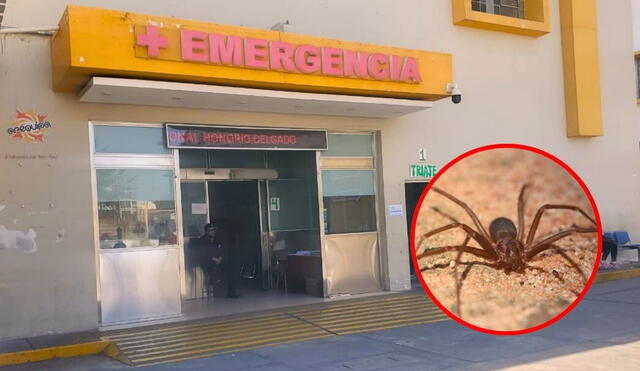 Una mujer de 55 perdió la vida por una picadura de araña de su casa. Foto: LR/Leonela Aquino