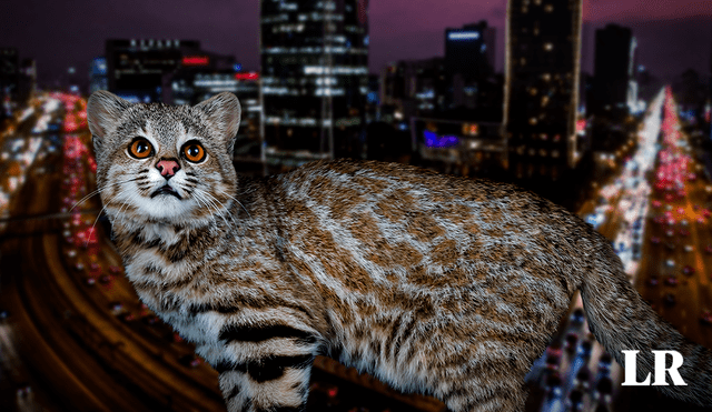 El gato encontrado es un felino que se distribuye en pajonales y desiertos a lo largo de la cordillera de los Andes. Foto: composiciónLR/Jaime Culebras/Andina