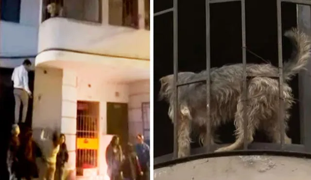 Los vecinos temen que los perritos mueran de hambre. Foto: captura ATV