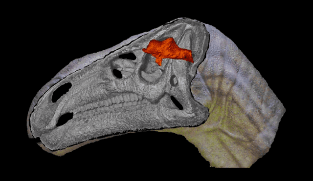 Se utilizaron técnicas avanzadas de imagen 3D para observar el cerebro de este animal. Foto: Geociclopedia