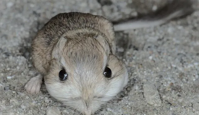 Esta especie es una de los animales salvados por dicho país en los últimos 5 años. Foto: Composición LR