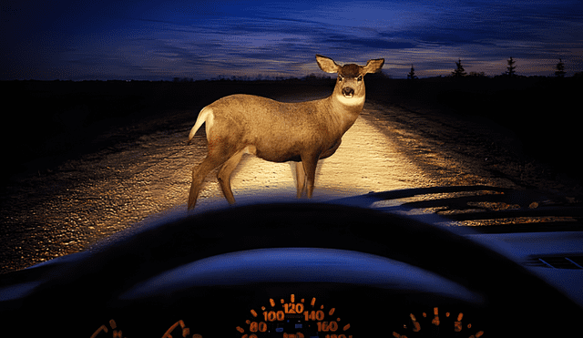 El proyecto Ciervo utiliza tecnología infrarroja para detectar el calor corporal de los animales en la carretera y alertar a los conductores. Foto Referencial: Design Pics