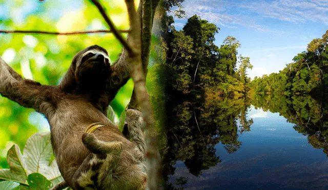 Parejas de osos perezosos son liberados. Foto: composición LR/Pacaya Samiria/Perú Travel