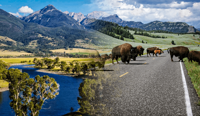 Bisontes, osos y alces destacan en la variada fauna de la reserva natural | Lr / Composición Gerson Cardozo