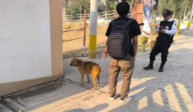 Canes sacrificados fueron escondidos en los servicios higiénicos. Foto: Asociación Ares.