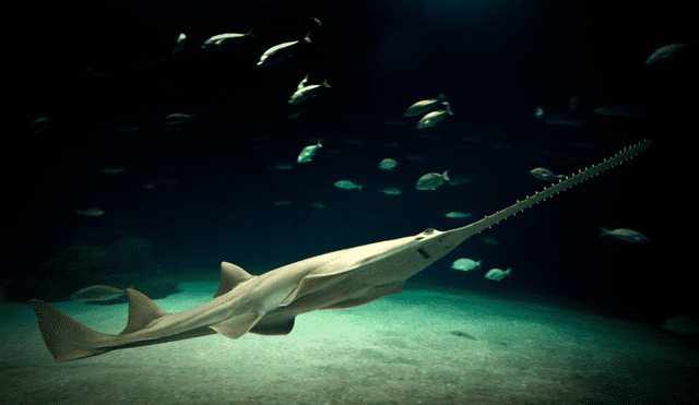 Una especie de pez, que guarda relación con el tiburón, reapareció en el río de Florida tras 16 de desaparecido. Foto: Oceanografic