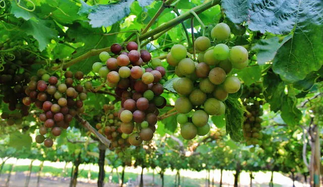 En Indonesia existe potencial para exportar uvas. Foto: difusión