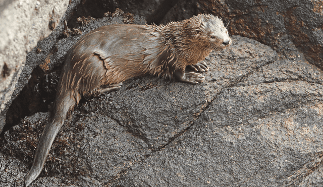 Con el hallazgo, son cuatro especies de nutrias en Perú. Foto: ProNaturaleza