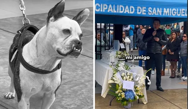 Can fue adoptado por comuna tras difundirse caso de abandono en el 2023. Foto: composición LR/ TikTok