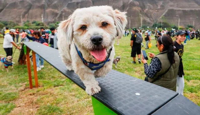 Campaña de salud para perros y gatos se realizará gratis en el Parque de la Exposición el 31 de agosto y 1 de septiembre. Foto: Andina