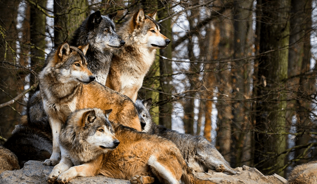 La captura de los dos lobos restantes marcará el final de la Operación Bhediya, pero también subraya la necesidad de un monitoreo constante y proactivo en regiones propensas a ataques de vida silvestre. Foto: National Geographic